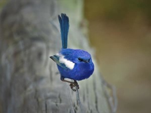 White Winged FairyWren