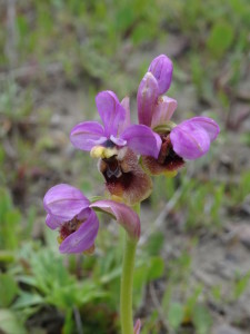 Ophrys filcaona