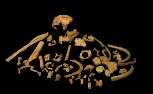 Restos fósiles de Homo antecessor/José Mª Bermúdez de Castro