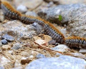 Oruga procesionaria del pino