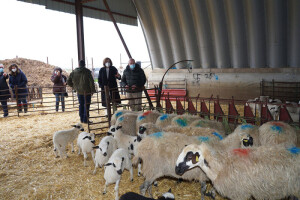 Visita a una explotación ovina