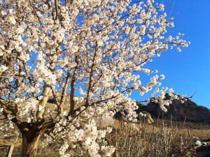 Almendros en flor