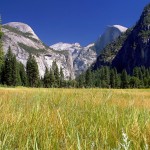 Yosemite meadows