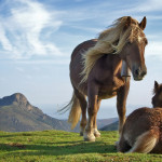Lorem ipsum dolor sit amet, consectetur adipiscing elit