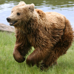 Brown bear Ursus arctos arctos running