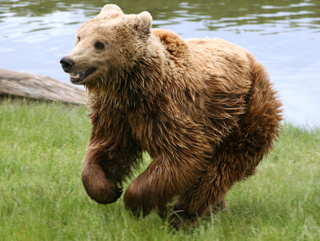 Brown bear Ursus arctos arctos running