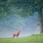 Cervus elaphus Luc Viatour