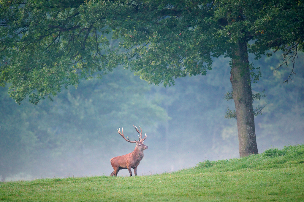 Cervus elaphus Luc Viatour