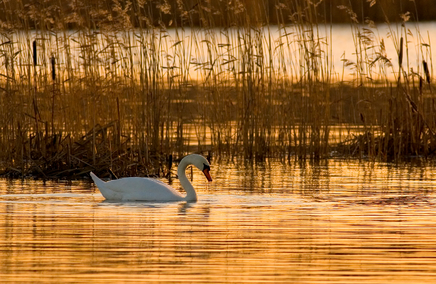 Cygnus Olor NaturalHabitat Morning