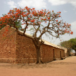 Flame tree mali
