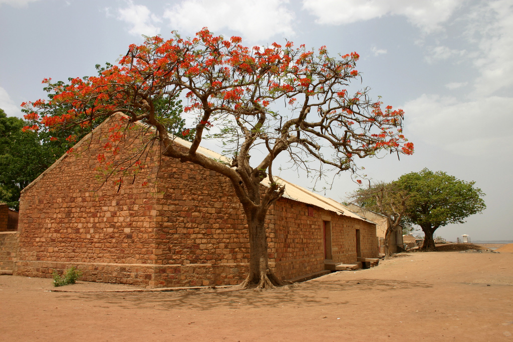 Flame tree mali