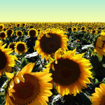 sunflowers