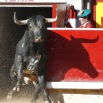 toros
