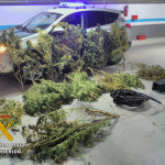 1. PLANTAS DE MARIHUANA APREHENDIDAS