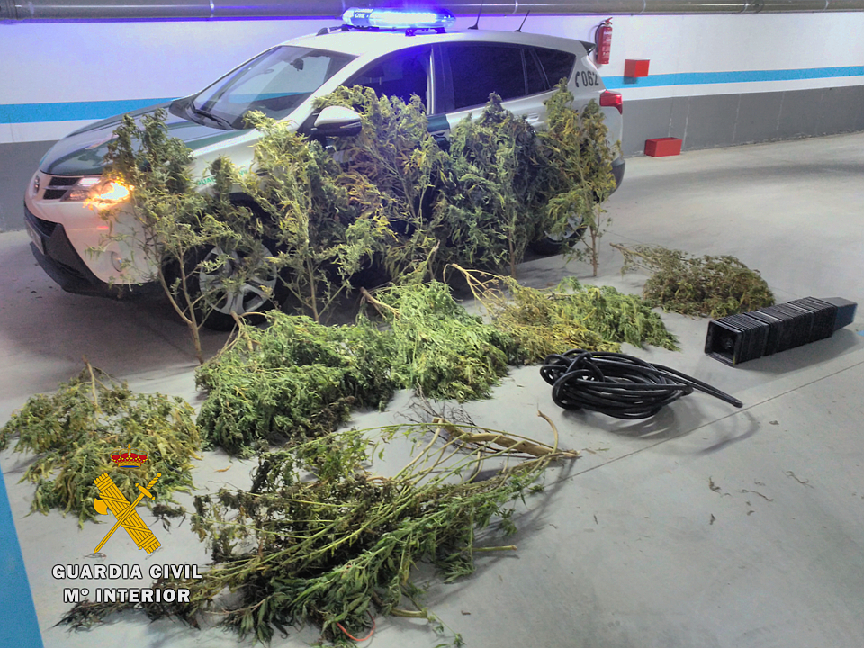 1. PLANTAS DE MARIHUANA APREHENDIDAS