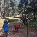 Plantación forestal Comunero Revenga
