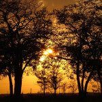 Arboles al atardecer 800x600