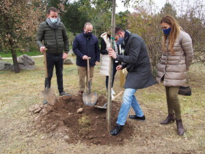 Plantación de una encina en La Quinta