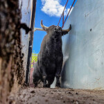 Toros