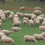 La Junta destina más de 184.000 euros a la clasificación de vías pecuarias en Burgos, León y Soria