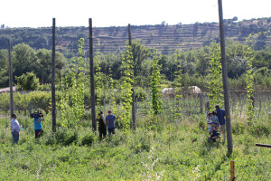 Plantación de lúpulo para la cerveza rachela