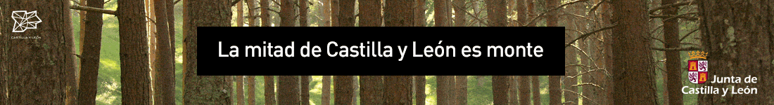 Banner_RecursosForestales_1100x150