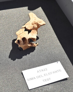 Cara parcial de un homínido hallado en el yacimiento de la Sima del Elefante-sierra de Atapuerca). Foto Susana Santamaria-Fundación Atapuerca