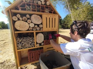 Hotel de insectos