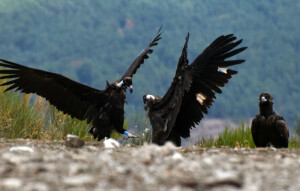 Interacción entre un buitre negro liberado en la Sierra de la Demanda en 2022 (a la izquierda) y otro liberado el año pasado. Foto: GREFA. 