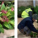 Plantas ornamentales