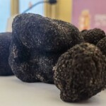 Trufa negra 2