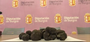Trufa negra de Burgos