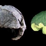Bruner et al AJBA2023 (DAN5) (002)