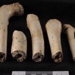 Huesos largos recuperados en la Sima de los Huesos donde se observan las roturas producidas post mortem, por presión de sedimento, que es el patrón dominante en la colección. Créditos: Javier Trueba/ MSF.